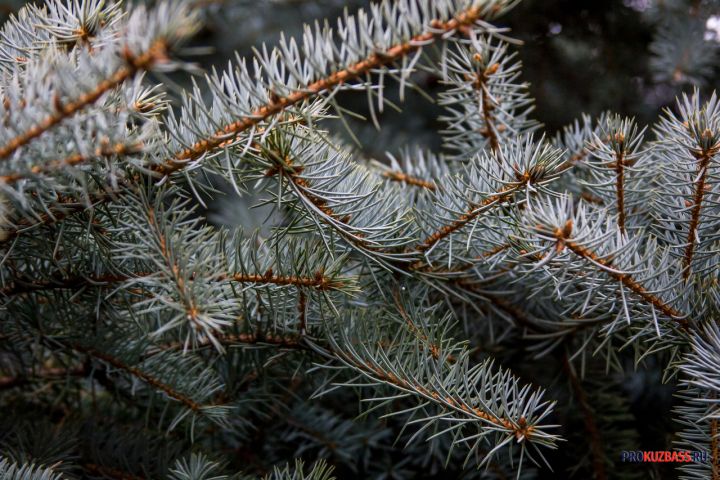 Первые ёлки для ёлочных базаров прибыли в города Кузбасса