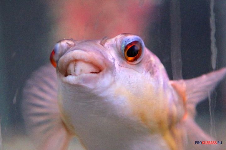 У беловчанки, поселившей в подвал карпов, откачали воду