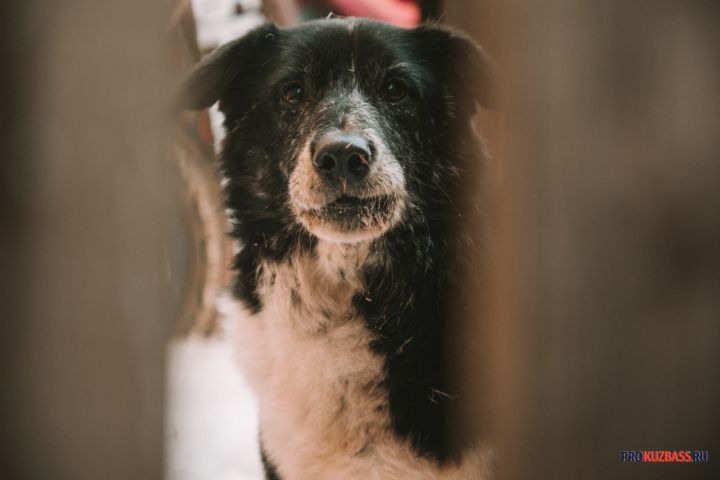 Губернатору Кузбасса пожаловались на стаи бездомных собак