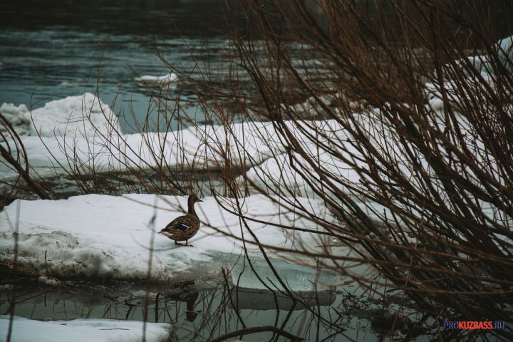 Частичный ледостав наблюдается на реках Кузбасса