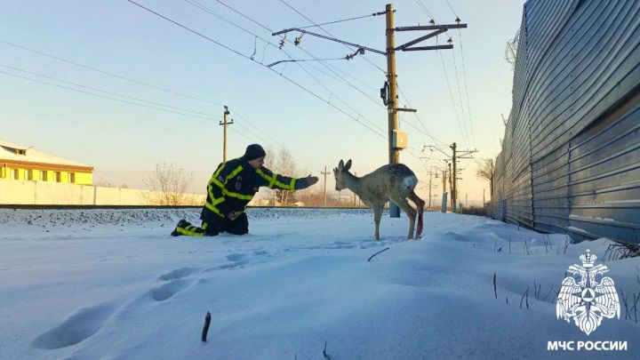 На территории кузбасской шахты спасли раненую косулю