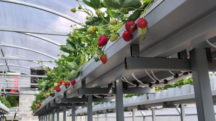Фермер из Прокопьевска планирует выращивать до 2 тонн клубники ежегодно в теплице