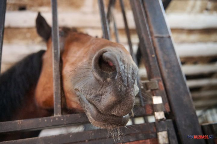Животное с опасным вирусом выявили в Кузбассе карантин  