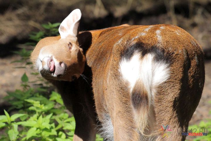 В кузбасском селе ввели карантин по бешенству