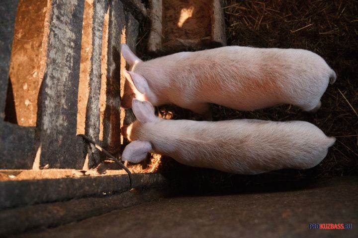 Компенсации за изъятых свиней зависли в Кузбассе после вспышки тайной болезни