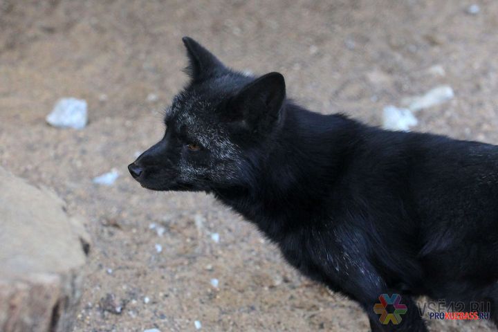 В селе Бурлаки Прокопьевского округа объявили карантин по бешенству