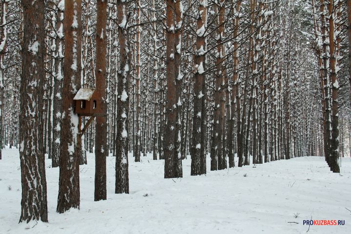 За ночь из Кемерова вывезли более 20 тысяч кубометров снега