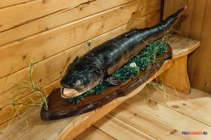 Малышева назвала рыбу с максимальной пользой для костей и усвоения кальция