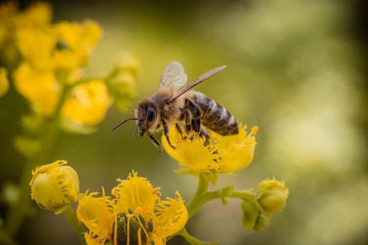 Специалисты предупредили кузбассовцев о незаконном препарате для пчел