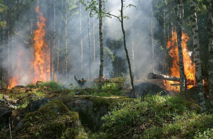 Пожары на площади в 24 гектара возникли в кузбасских лесничествах