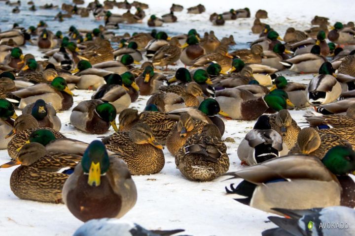 Кемеровчанин призвал горожан оказать помощь замерзающим уткам в парке